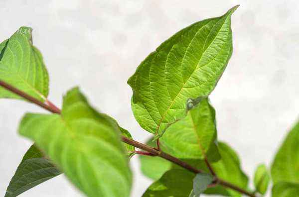 саженцы Дерен белый Sibirica