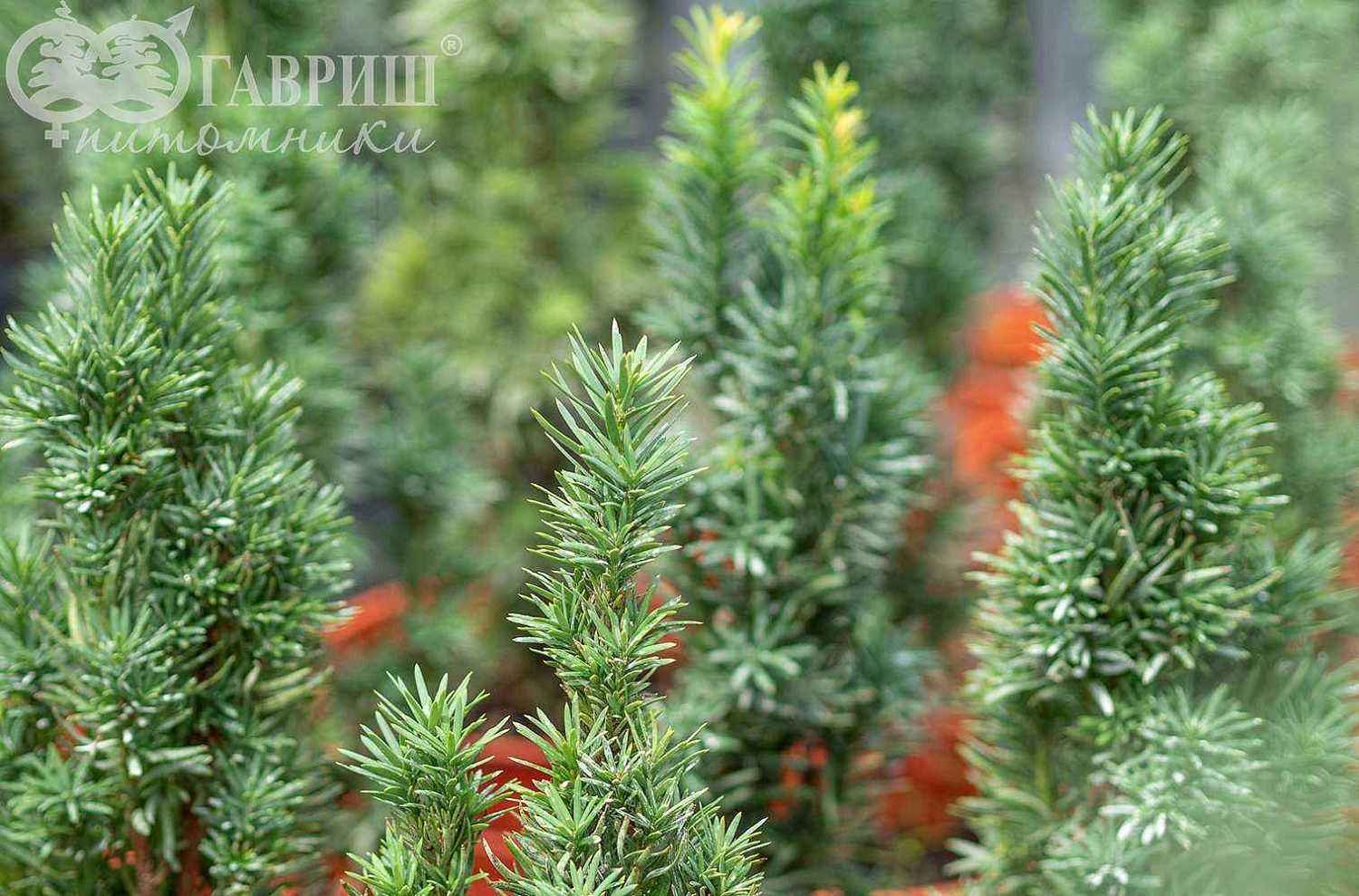 Тис ягодный Fastigiata Robusta