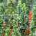 Купить тис ягодный fastigiata robusta деревья и растения