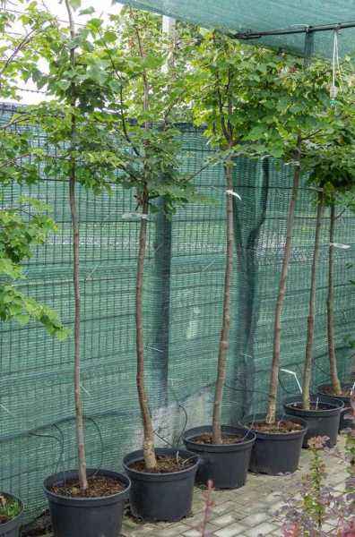 Саженцы липа мелколистная (сердцевидная)