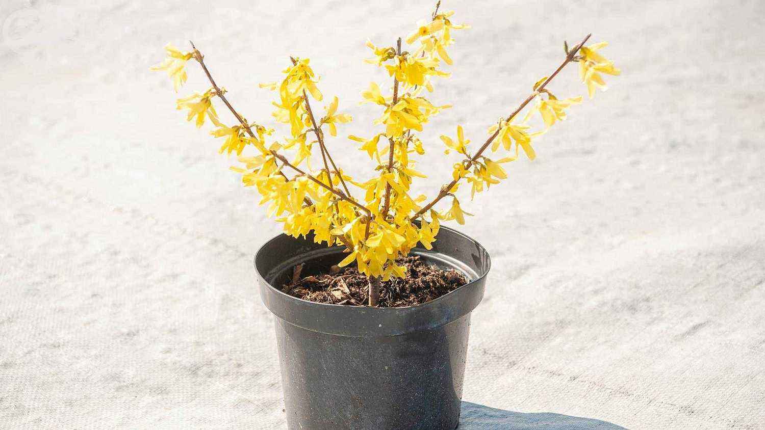 Форзиция средняя Lynwood