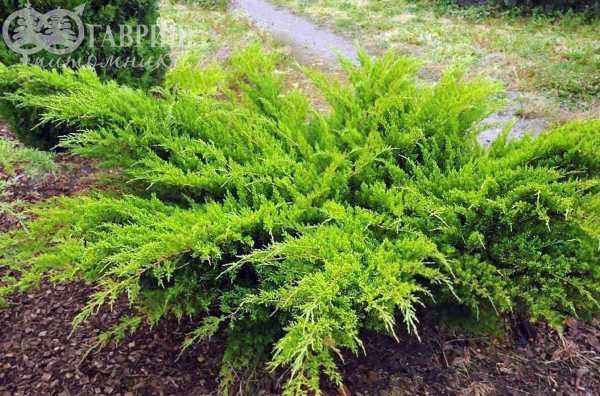 Купить можжевельник средний mint julep деревья и растения