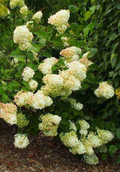 саженцы Гортензия метельчатая Silver Dollar