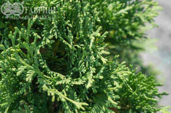 Купить туя западная miky деревья и растения