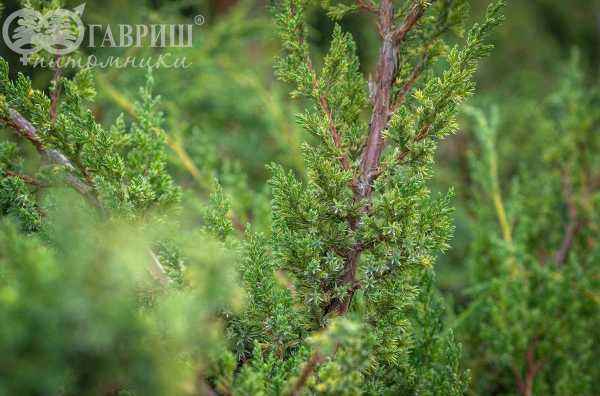 Купить можжевельник китайский blue alps деревья и растения