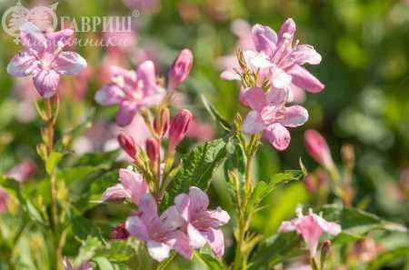 саженцы Вейгела цветущая Pink Princess