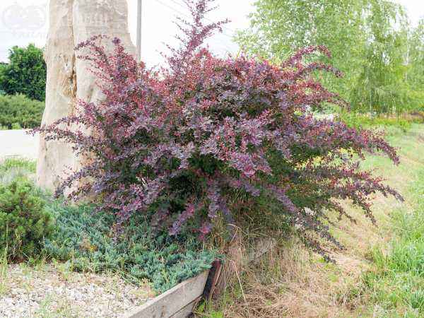 саженцы Барбарис оттавский Auricoma