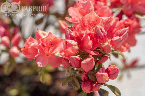 саженцы Азалия японская Signalgluhen