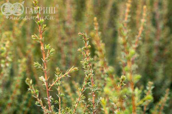 Купить можжевельник обыкновенный arnold деревья и растения