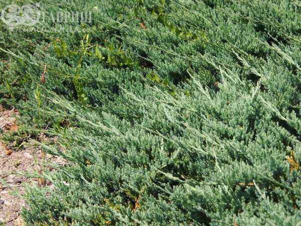 Купить можжевельник горизонтальный wiltonii деревья и растения