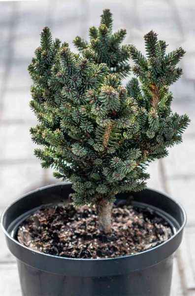 Купить ель канадская cecilia (skippack) деревья и растения