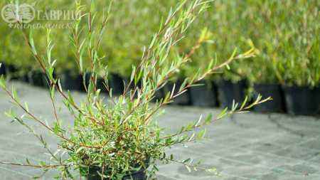 саженцы Ива пурпурная Nana