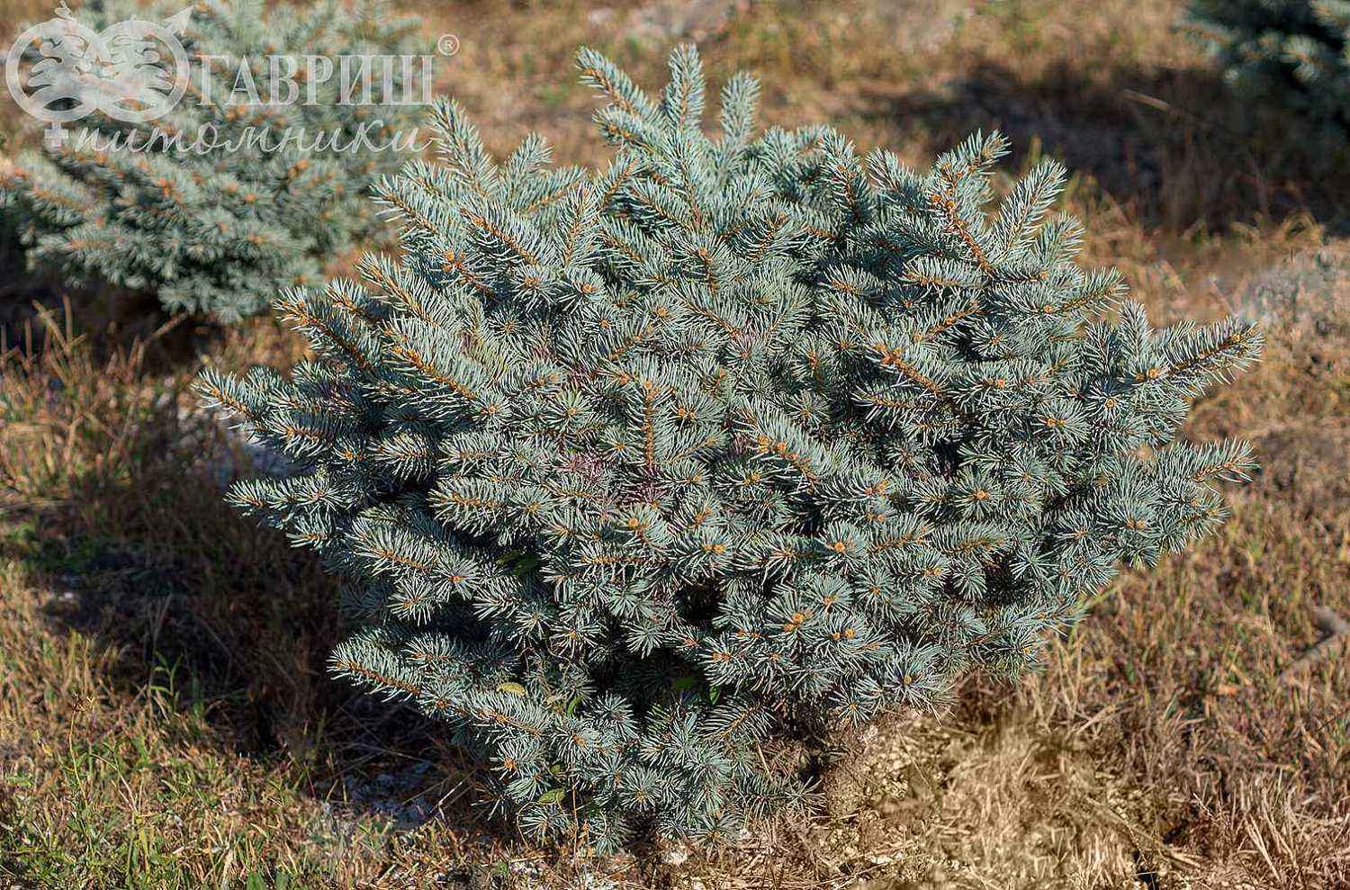 Ель колючая  Waldbrunn