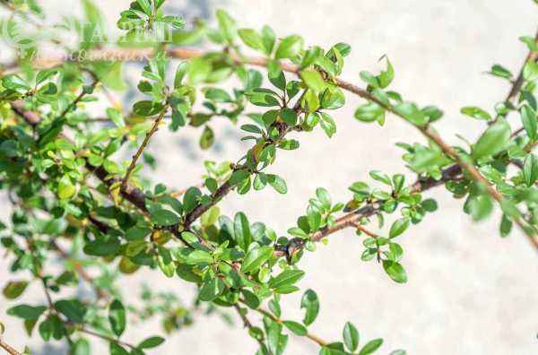 саженцы Кизильник гибридный Skogholm