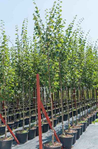 Саженцы липа европейская pallida