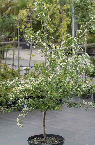 Саженцы боярышник обыкновенный (колючий)