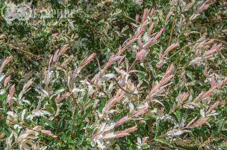 саженцы Ива цельнолистная Hakuro-nishiki (Albovariegata)