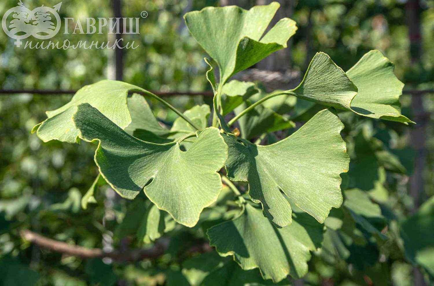 Гинкго билоба (двулопастный)
