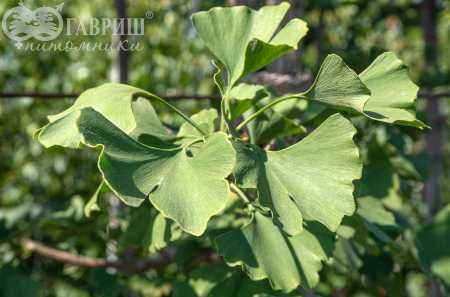 Саженцы гинкго билоба (двулопастный)