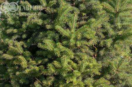 Купить ель канадская cinderella деревья и растения
