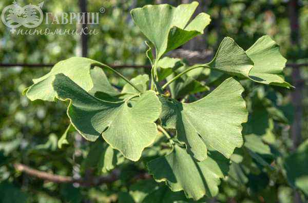 Саженцы гинкго билоба (двулопастный)