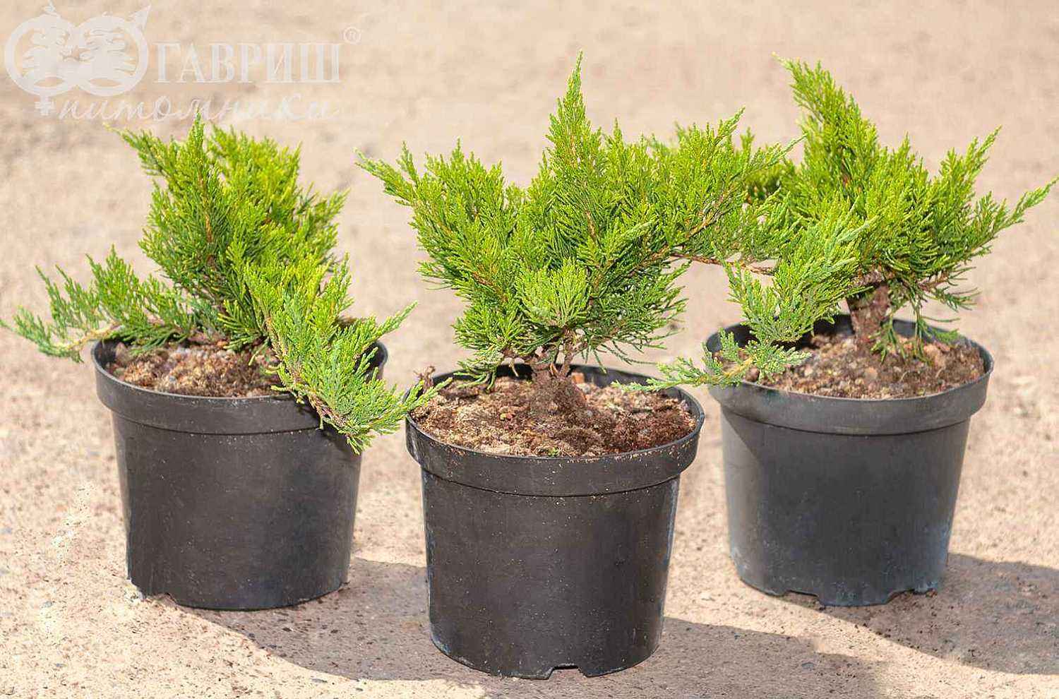 Можжевельник казацкий Tamariscifolia