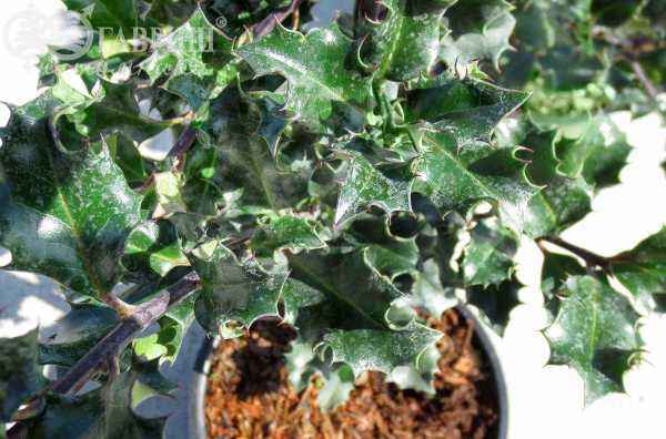 саженцы Падуб Мезерва Blue Angel