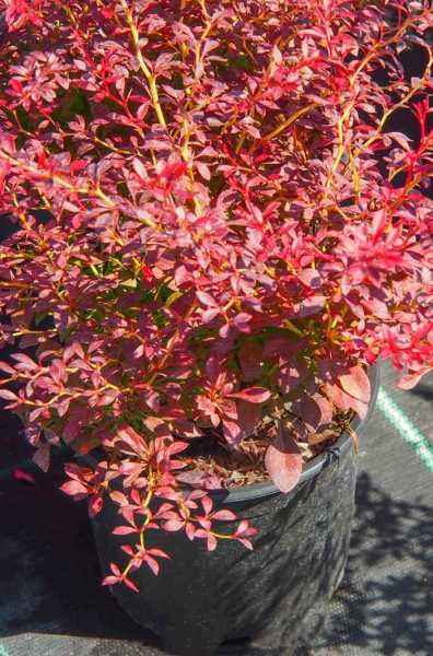 саженцы Барбарис Тунберга Orange Dream