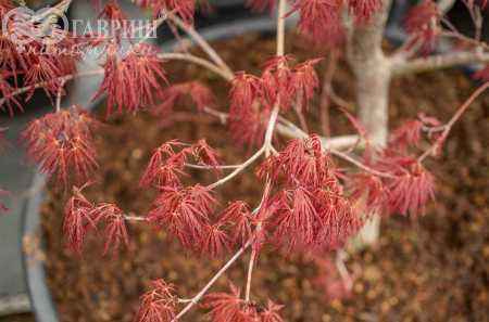 Саженцы клен пальмолистный garnet