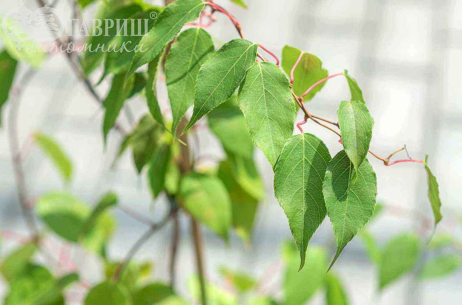 Актинидия Аргута (острая) Weiki