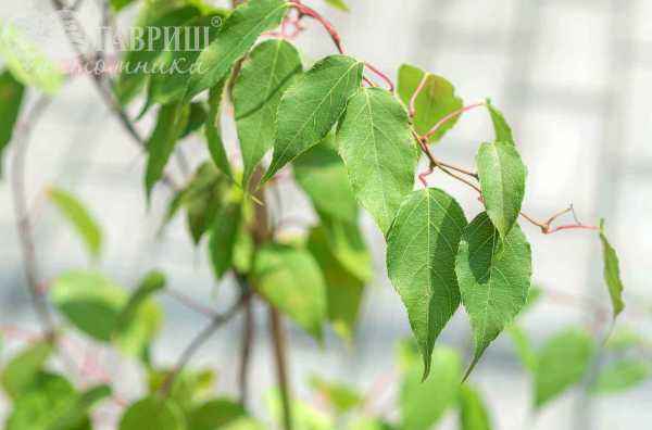 саженцы Актинидия Аргута (острая) Weiki