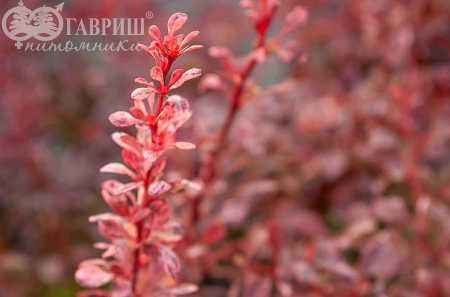 саженцы Барбарис Тунберга Rose Glow