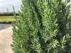 Можжевельник китайский Stricta