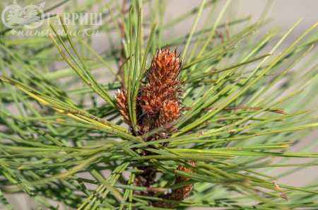 Купить сосна джеффри joppi деревья и растения