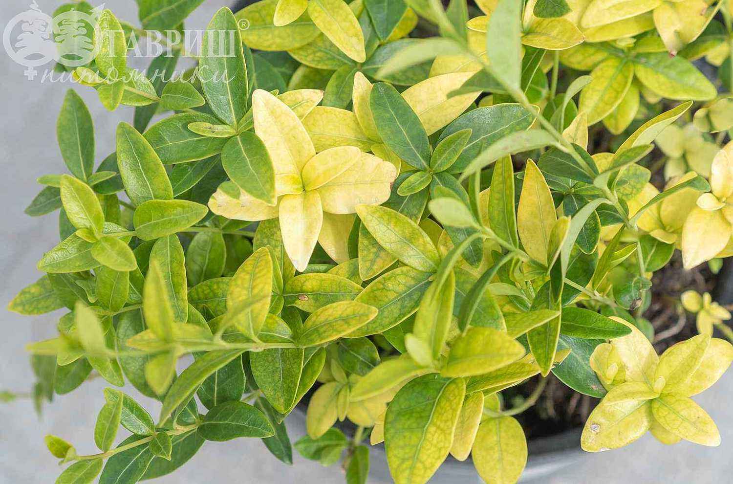 Барвинок малый Mariе