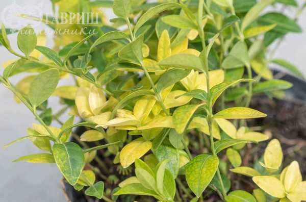 саженцы Барвинок малый Mariе