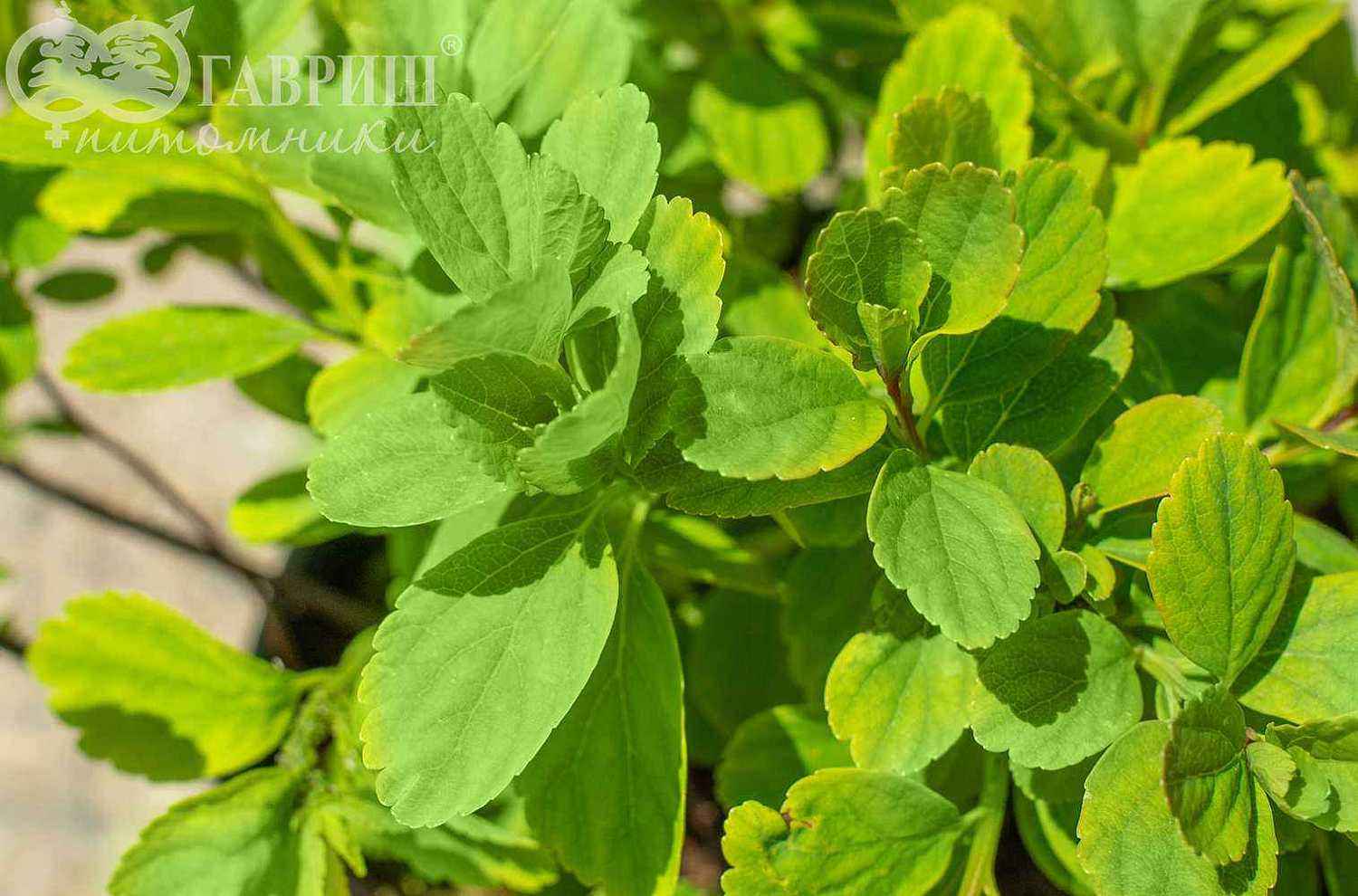 Спирея березолистная