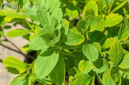 саженцы Спирея березолистная