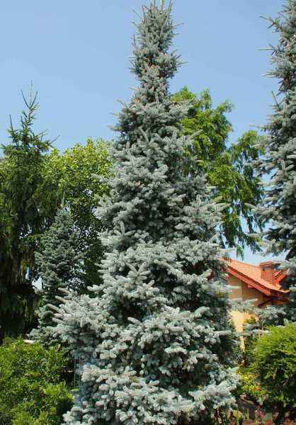 Купить ель колючая hoopsii деревья и растения