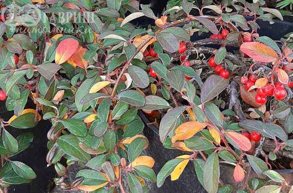 саженцы Кизильник горизонтальный