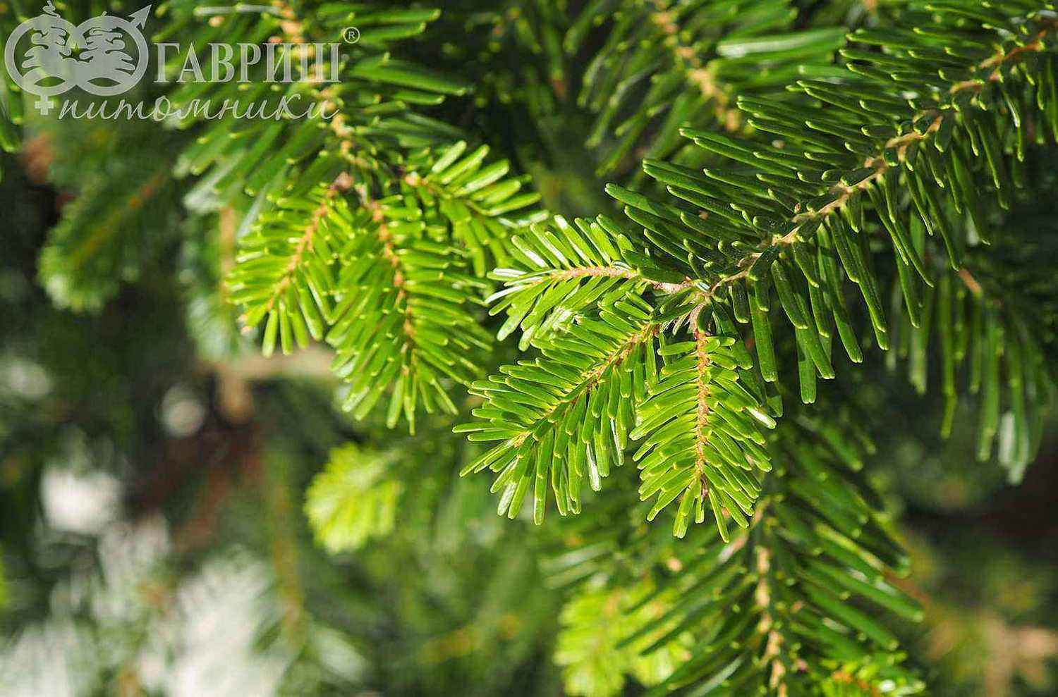 Пихта кавказская (Нордмана)