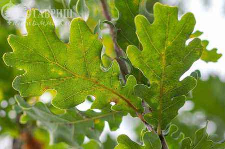 Саженцы дуб красный