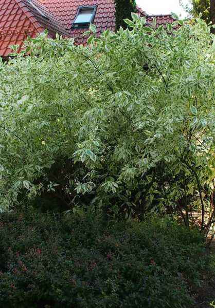 саженцы Дерен белый Elegantissima