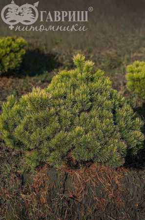 Купить сосна черная spielberg деревья и растения