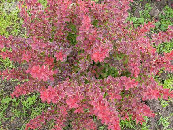 саженцы Барбарис Тунберга Coronita