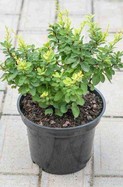 саженцы Барбарис Тунберга Green Cloud