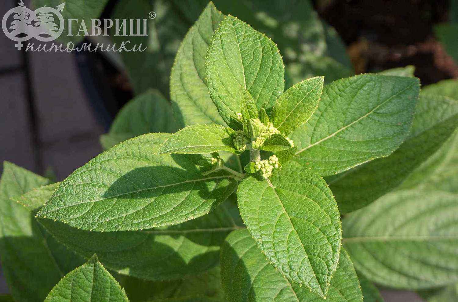 Гортензия метельчатая Candlelight