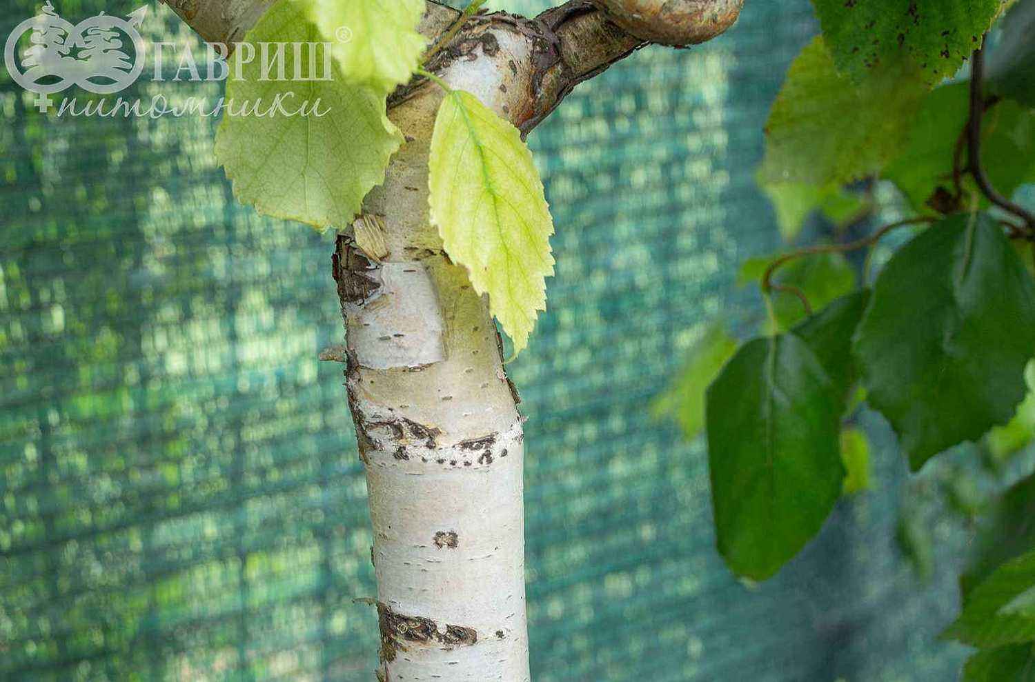 Береза бородавчатая Spider Alley