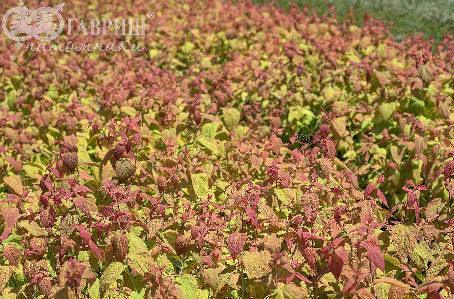 Спирея японская Macrophylla
