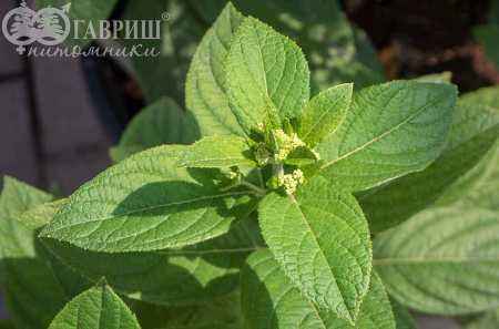 саженцы Гортензия метельчатая Candlelight